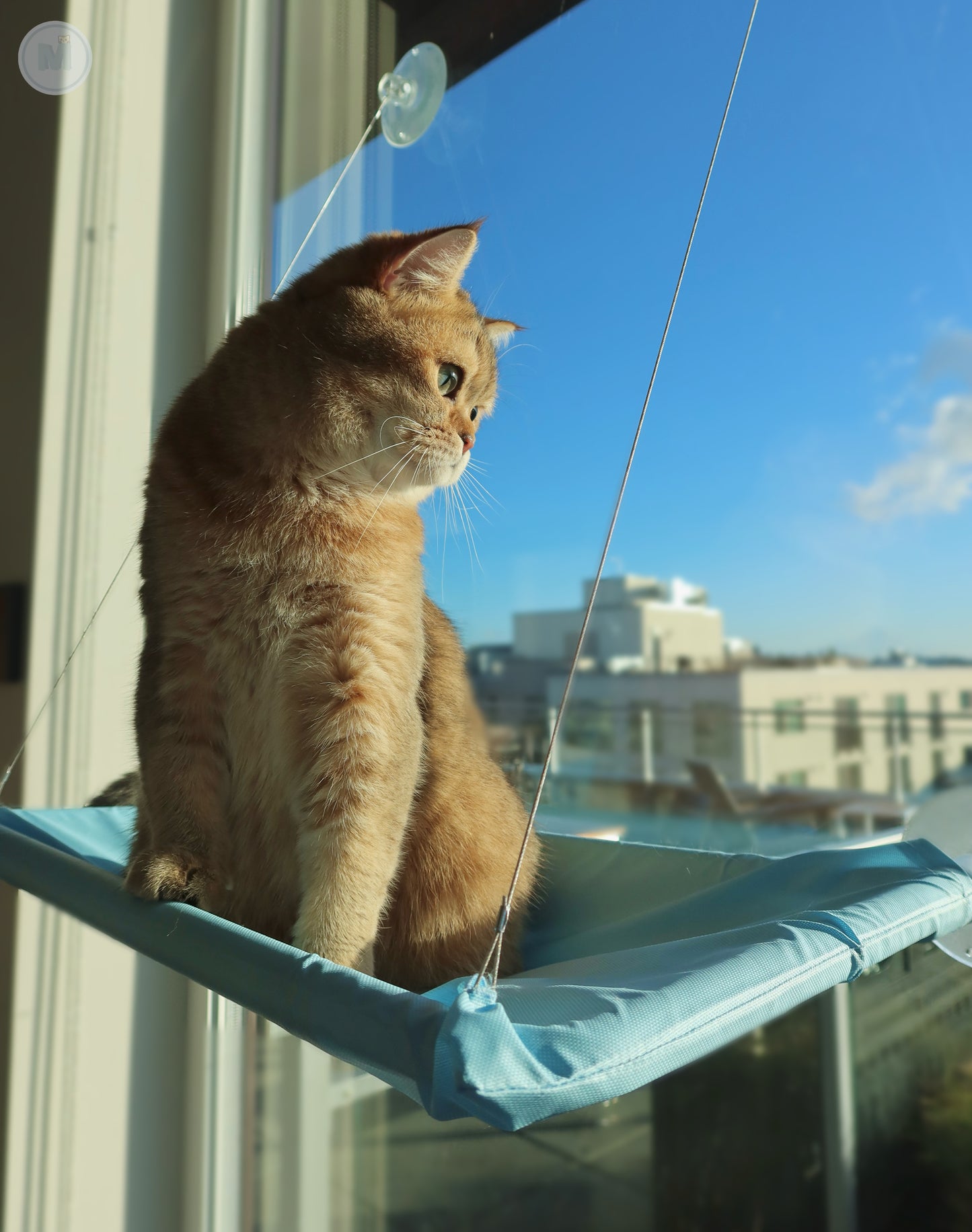 Window Perch Cat Hammock