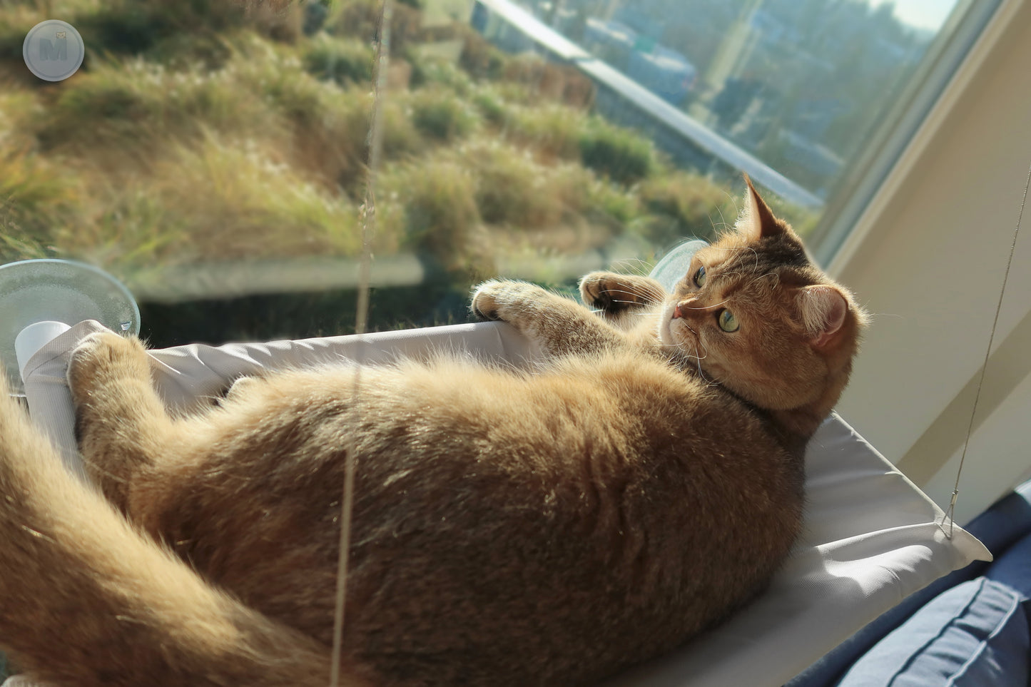 Window Perch Cat Hammock